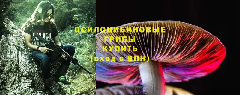 наркотики  Полярные Зори  Псилоцибиновые грибы MAGIC MUSHROOMS 